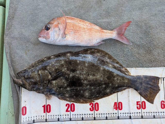 タイ(マダイ)・ヒラメ