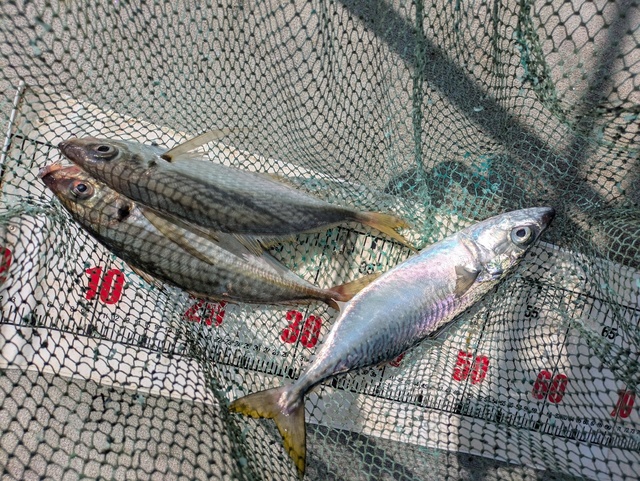 アジ(マアジ)・マサバ