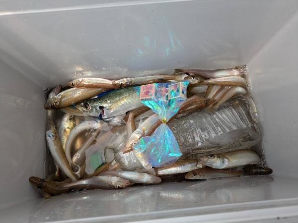 シロギス・アジ(マアジ)