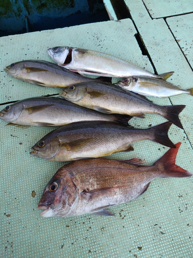 タイ(マダイ)・アジ(マアジ)・イサギ(イサキ)・サバ(マサバ)