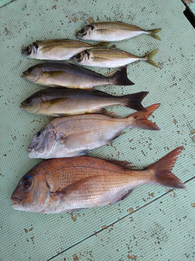 タイ(マダイ)・アジ(マアジ)・イサギ(イサキ)