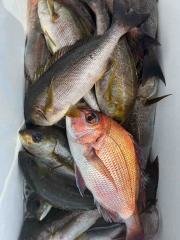 マダイ・イサキ