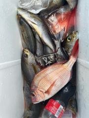 マダイ・イサキ