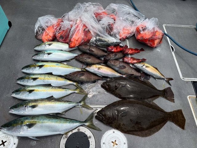 マハタ・ハマチ(ブリ)・チカメキントキ・カサゴ・ヒラメ