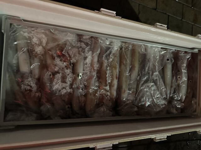 ケンサキ(ケンサキイカ)