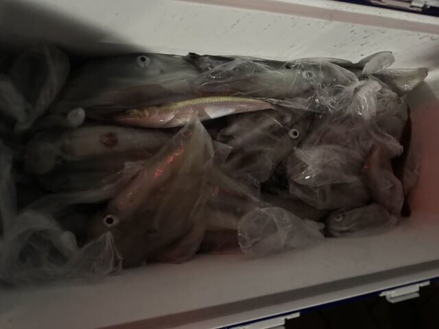 ケンサキ(ケンサキイカ)