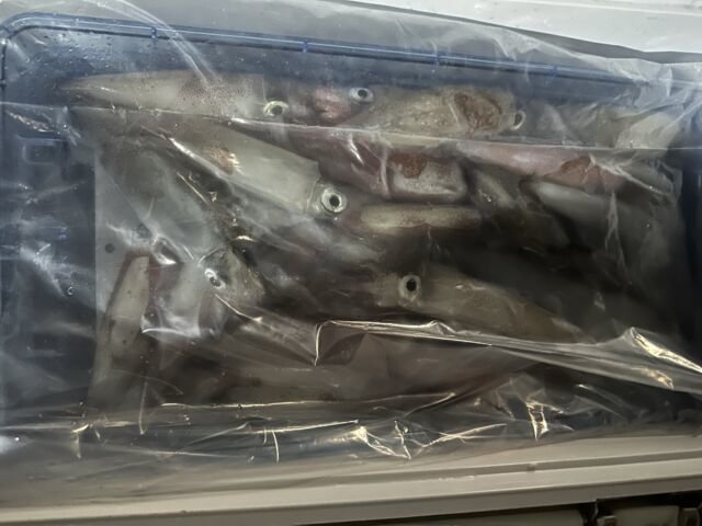 ケンサキ(ケンサキイカ)