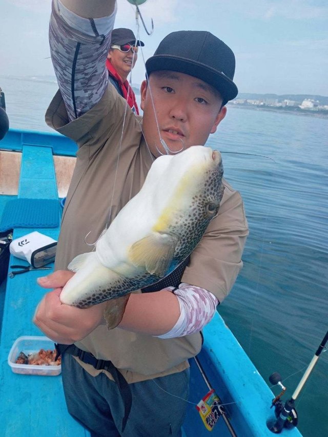 ショウサイフク(ショウサイフグ)