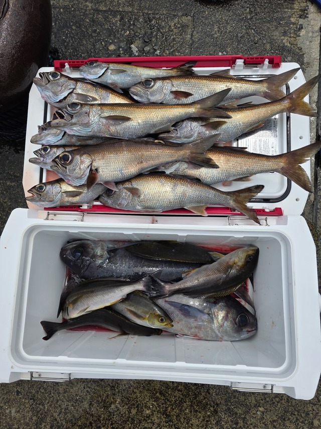 クロムツ・メダイ