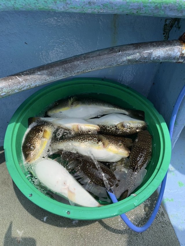 ショウサイフグ