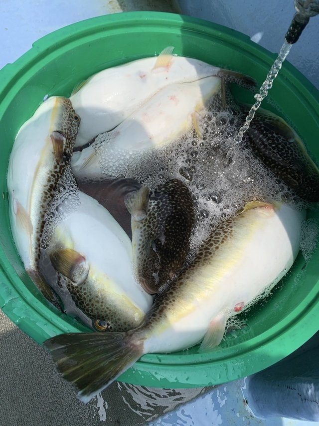 ショウサイフグ