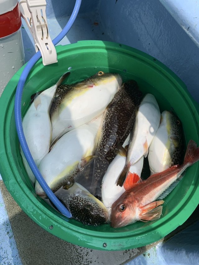 ショウサイフグ