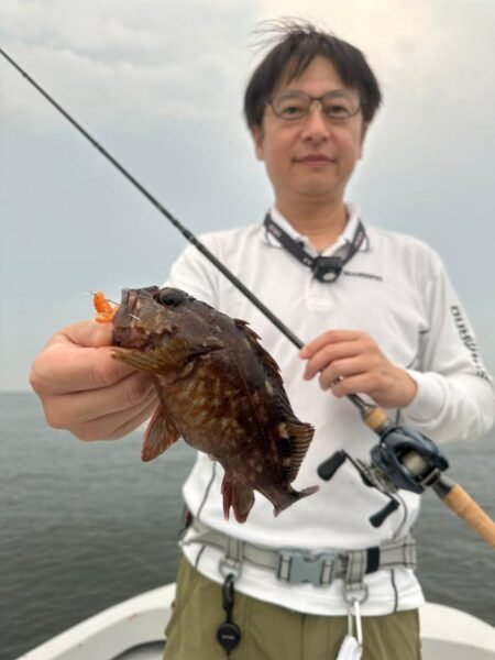 アコウ(キジハタ)