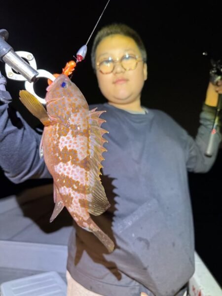 アコウ(キジハタ)