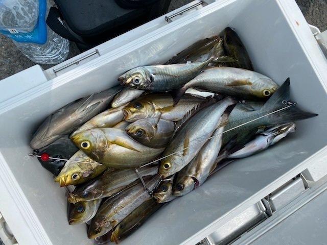 アジ(マアジ)・イサキ