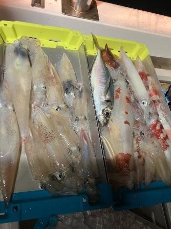 マイカ(ケンサキイカ)