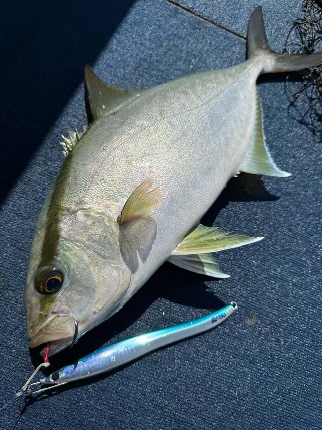 ヒレナガカンパチ