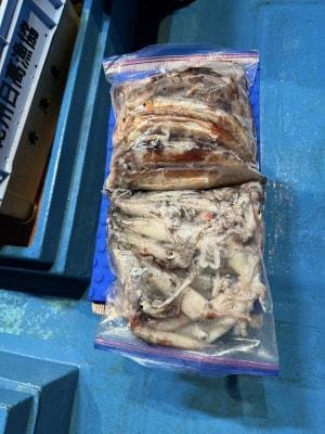 アカイカ(ケンサキイカ)・スルメイカ