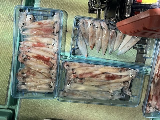 イカ(ケンサキイカ)