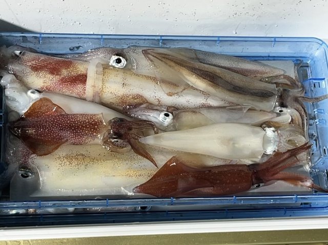 イカ(ケンサキイカ)