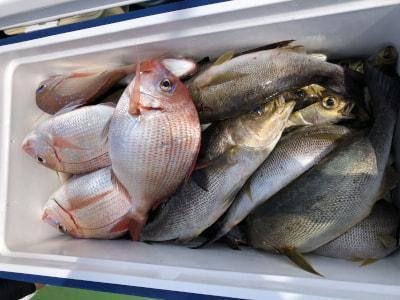 チダイ・イサギ(イサキ)