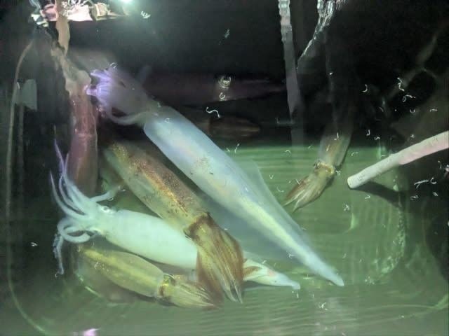 アカイカ(ケンサキイカ)