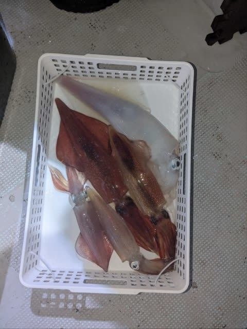 アカイカ(ケンサキイカ)