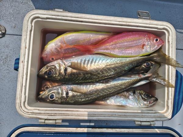 アジ(マアジ)・イトヨリ(イトヨリダイ)