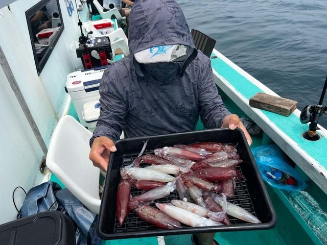 マルイカ(ケンサキイカ)