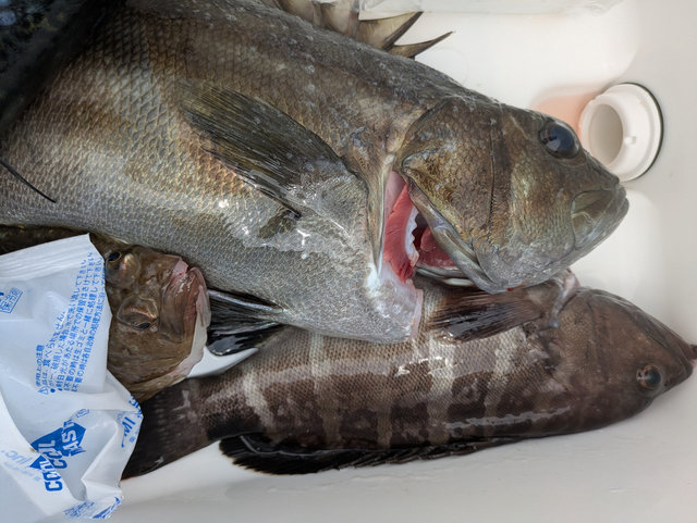 イシナギ(オオクチイシナギ)・マハタ