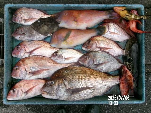 マダイ・ハナダイ(チダイ)・イラ・カワハギ・トラフグ