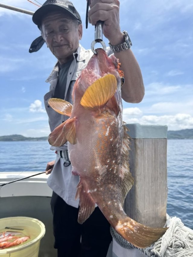 アコウ(キジハタ)