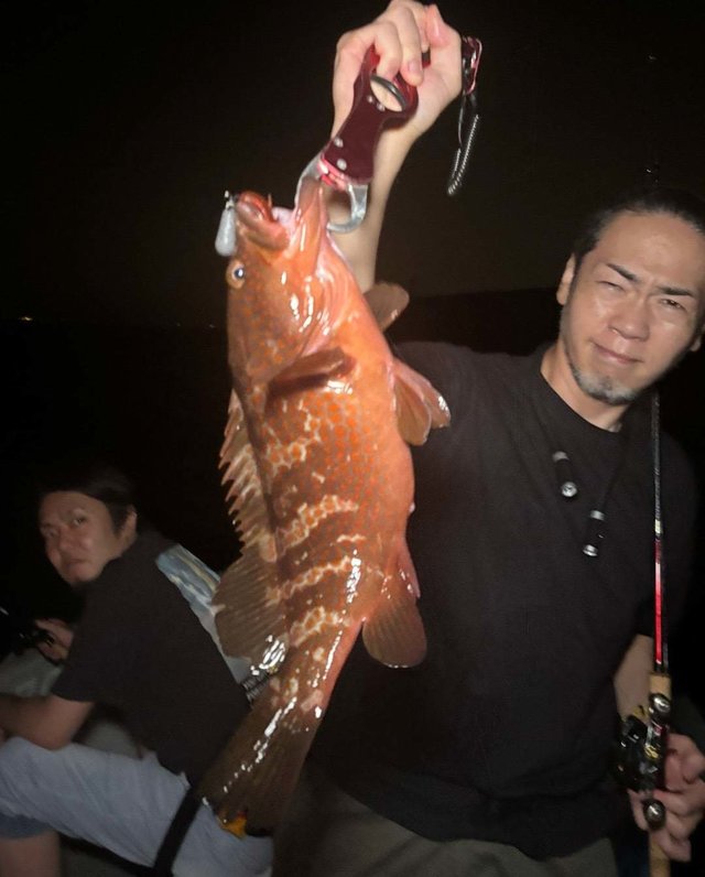 アコウ(キジハタ)