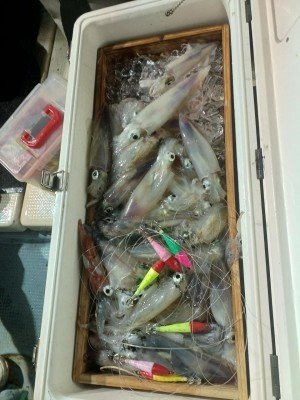 イカ(ケンサキイカ)