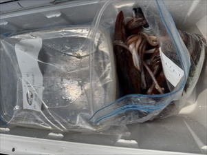 スルメ(スルメイカ)