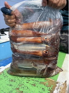 スルメ(スルメイカ)