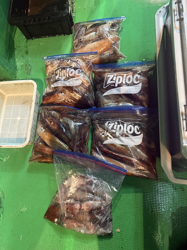 アカイカ(ケンサキイカ)・スルメイカ