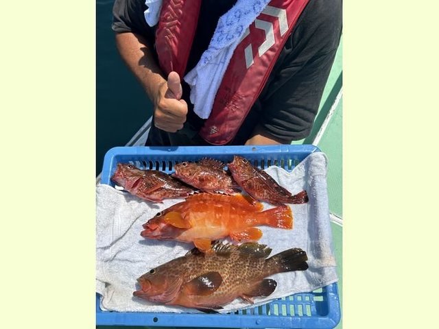 アカハタ・キジハタ・カサゴ