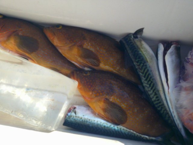 キジハタ・サバ(マサバ)