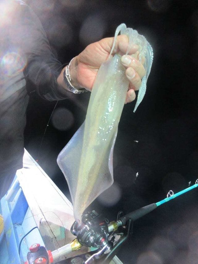 マイカ(ケンサキイカ)