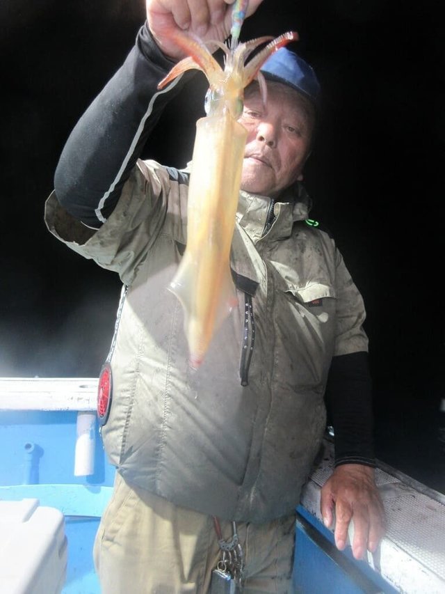 マイカ(ケンサキイカ)