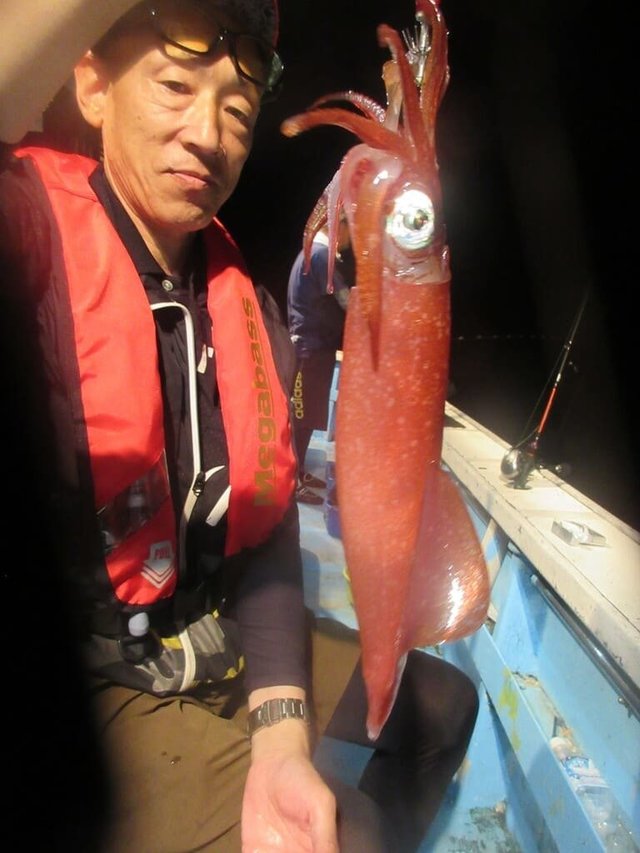 マイカ(ケンサキイカ)