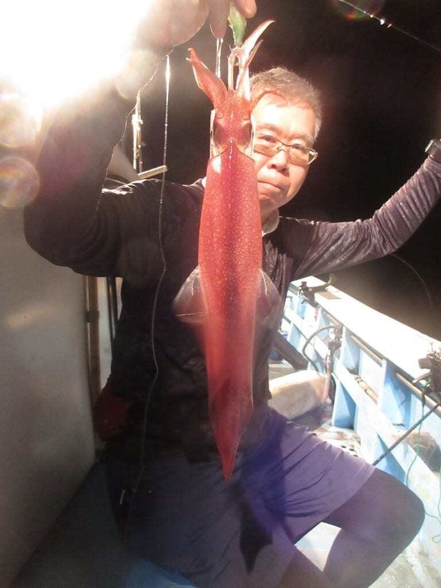 マイカ(ケンサキイカ)