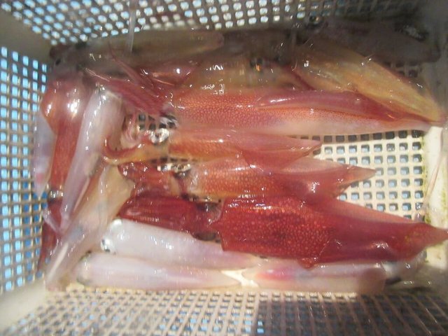 スルメイカ・マイカ(ケンサキイカ)