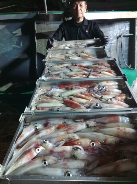 イカ(ヤリイカ)