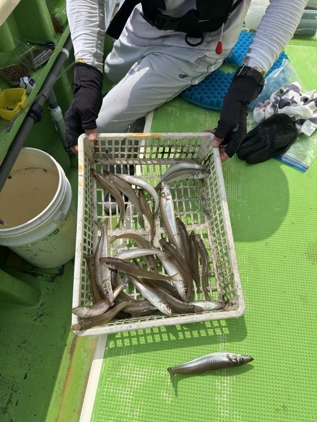 シロキス(シロギス)