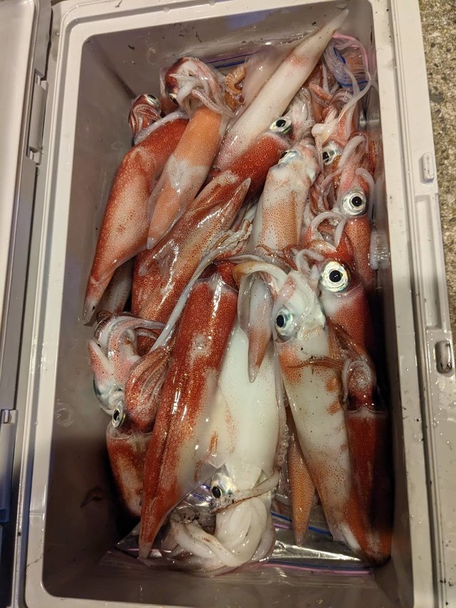 イカ(ヤリイカ)