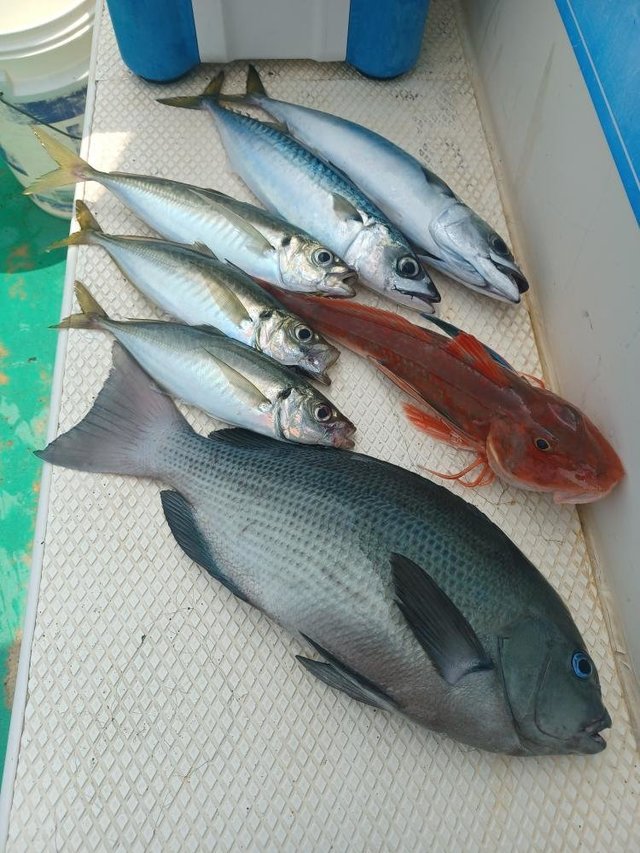 メジナ・アジ(マアジ)・サバ(マサバ)・ホウボウ