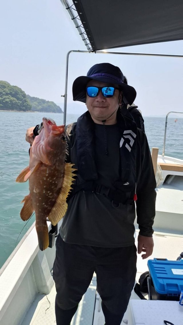 アコウ(キジハタ)