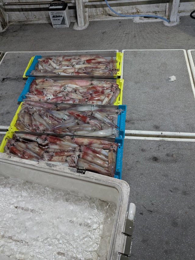 イカ(ケンサキイカ)